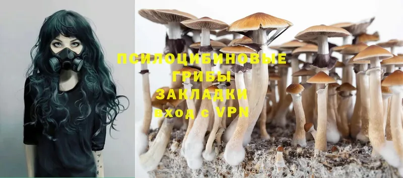 Галлюциногенные грибы Psilocybe  MEGA ссылка  Болотное 